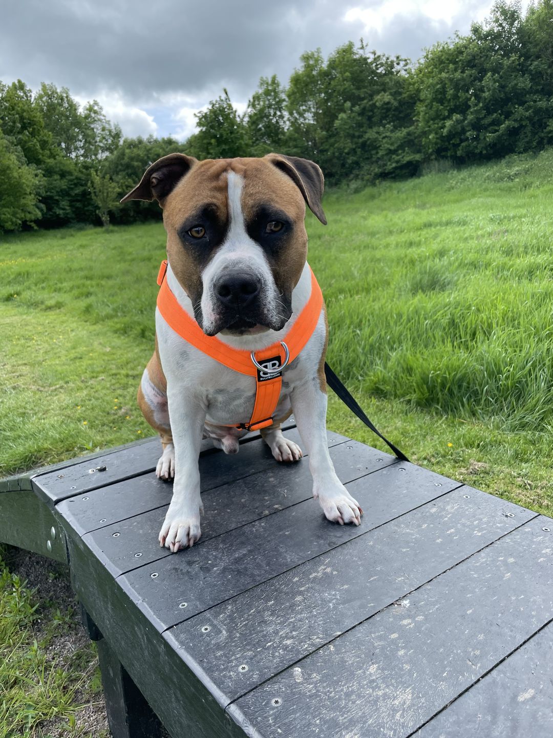 Customer photo review of 1.4m Swivel Combat Lead | Neoprene Lined, Secure Rated Clip with Soft Handle - Orange