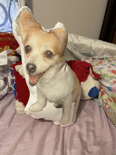 Customer photo review of Create A Custom Dog Pillow