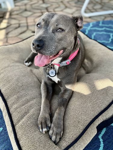 Customer photo review of Pink