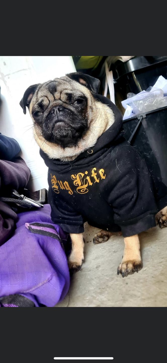 Customer photo review of Gangsta Yapper Dog Hoodie - Personalised