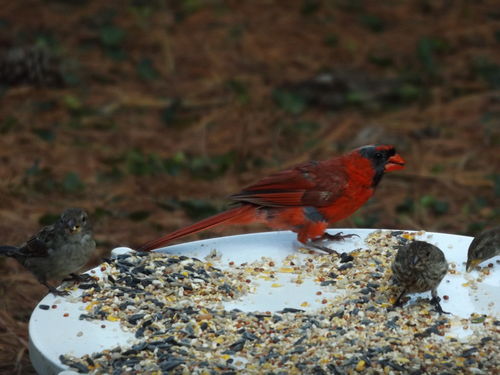 Customer photo review of Wild Delight Nut N’ Berry® Bird Seed