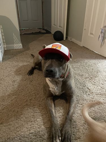 Customer photo review of Dog Hat - Puplid Trucker Hat For Dogs