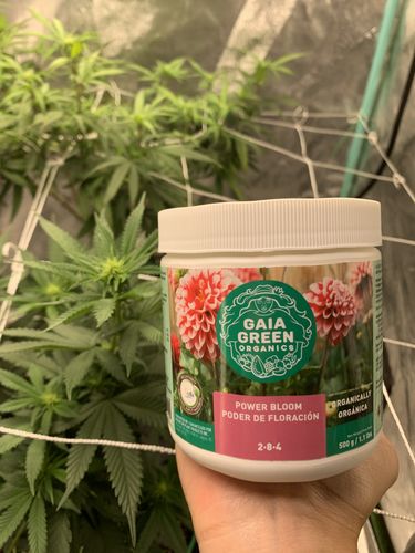 Customer photo review of Gaia Green Power Bloom Fertilizer 2-8-4