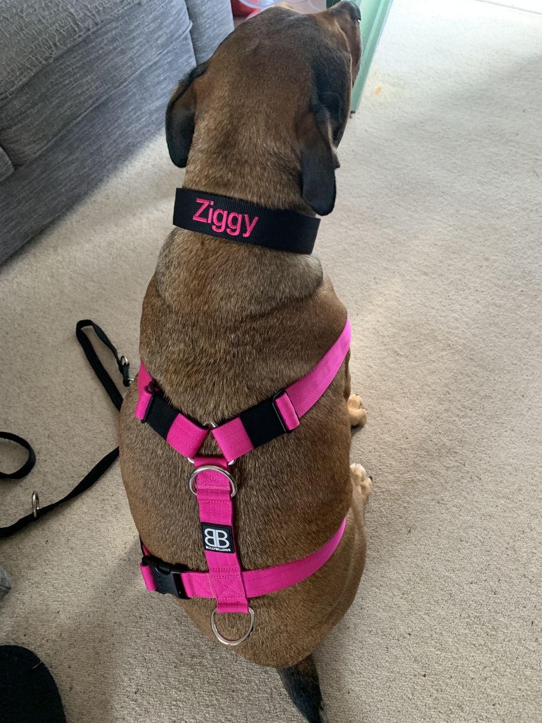 Customer photo review of 4cm Nylon Dog Collar - Black v2.0