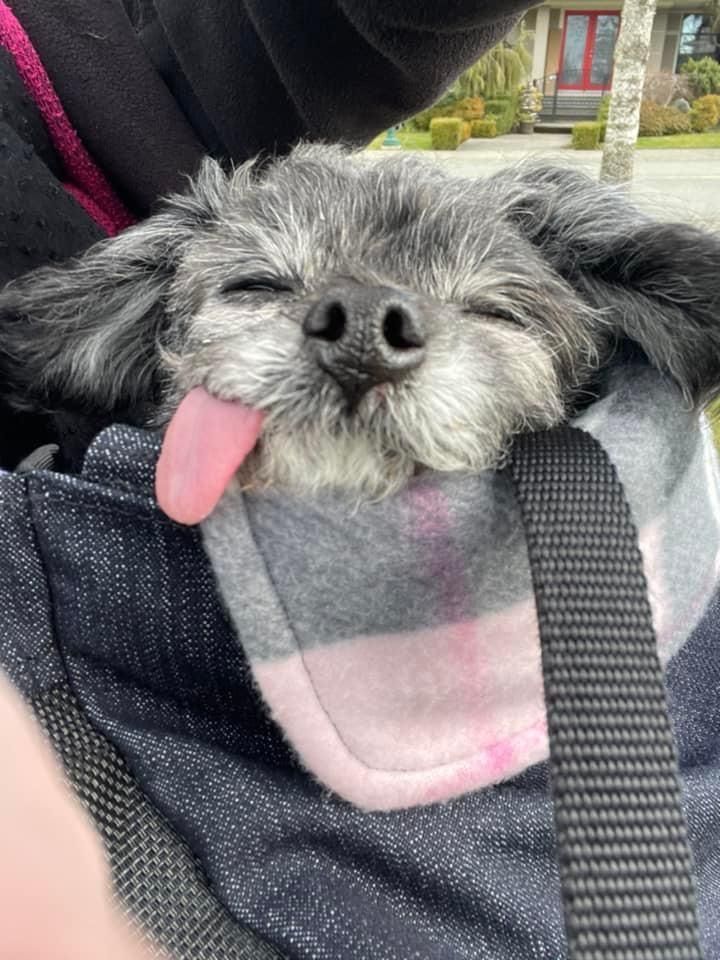 Customer photo review of BACK ORDER - Organic Denim Calming Pooch Bag - Dark Blue