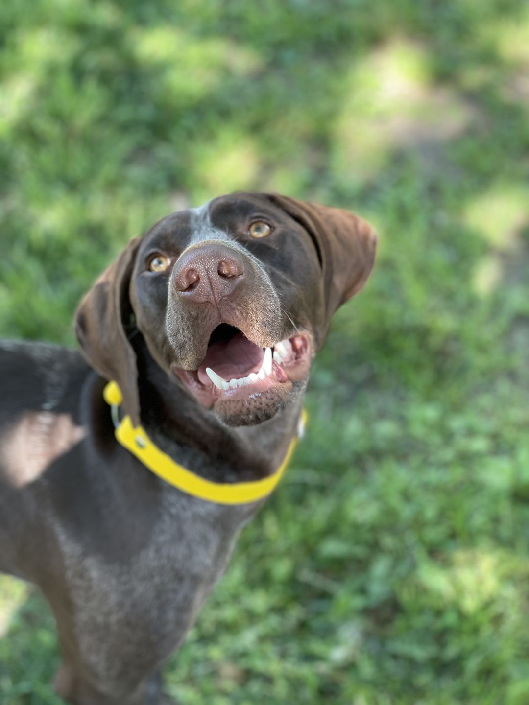 Customer photo review of Denali Center Ring Collar