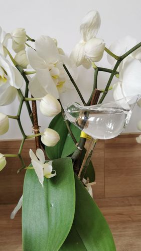 Customer photo review of Mon petit oiseau - Le Jardin de Mamie®