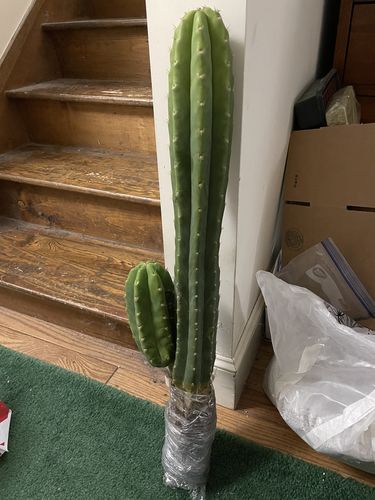 Customer photo review of San Pedro Cactus | Large Branching | Echinopsis pachanoi