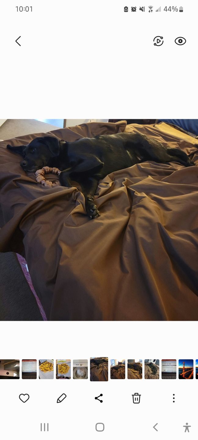 Customer photo review of Silly Legacy® - Thin Reversible Waterproof Protective Cover for Pets and People