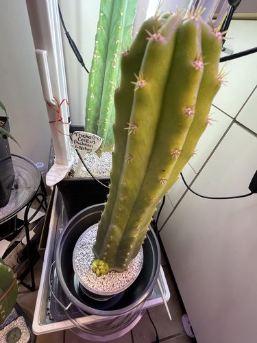 Customer photo review of San Pedro Cactus | Echinopsis pachanoi