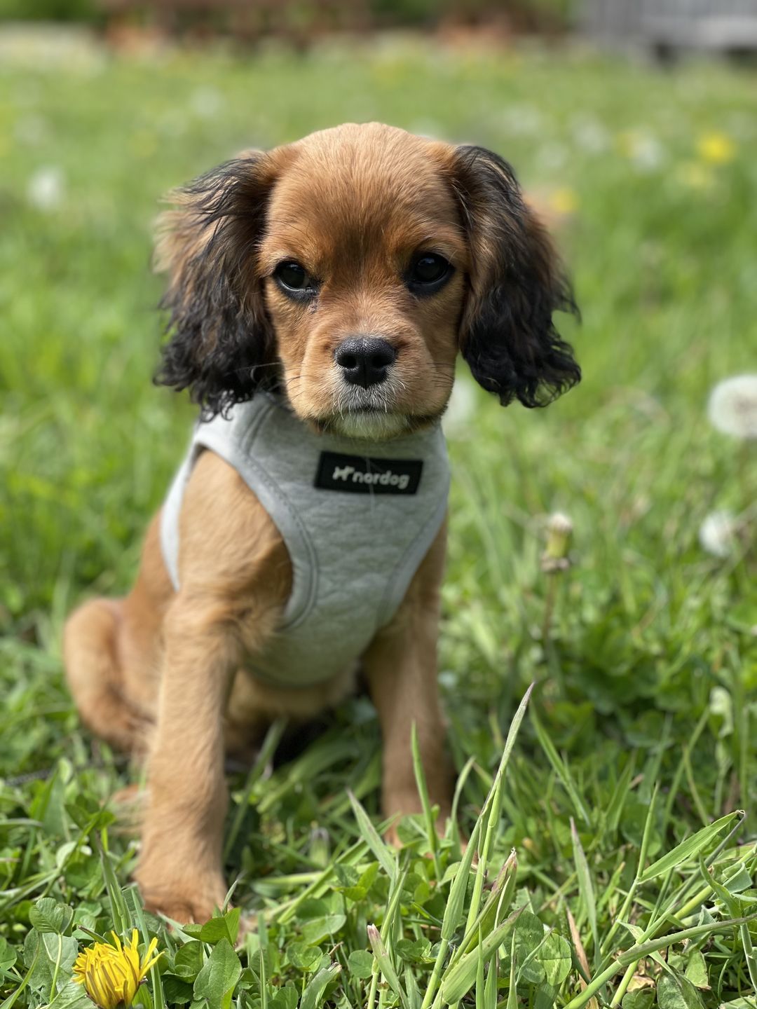 Customer photo review of PARK - Blød hundesele (lys grå)