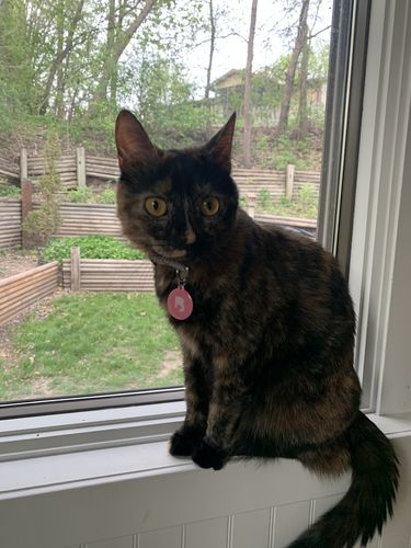 Customer photo review of Pink