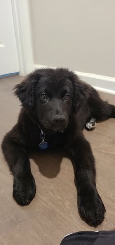 Customer photo review of Explorer