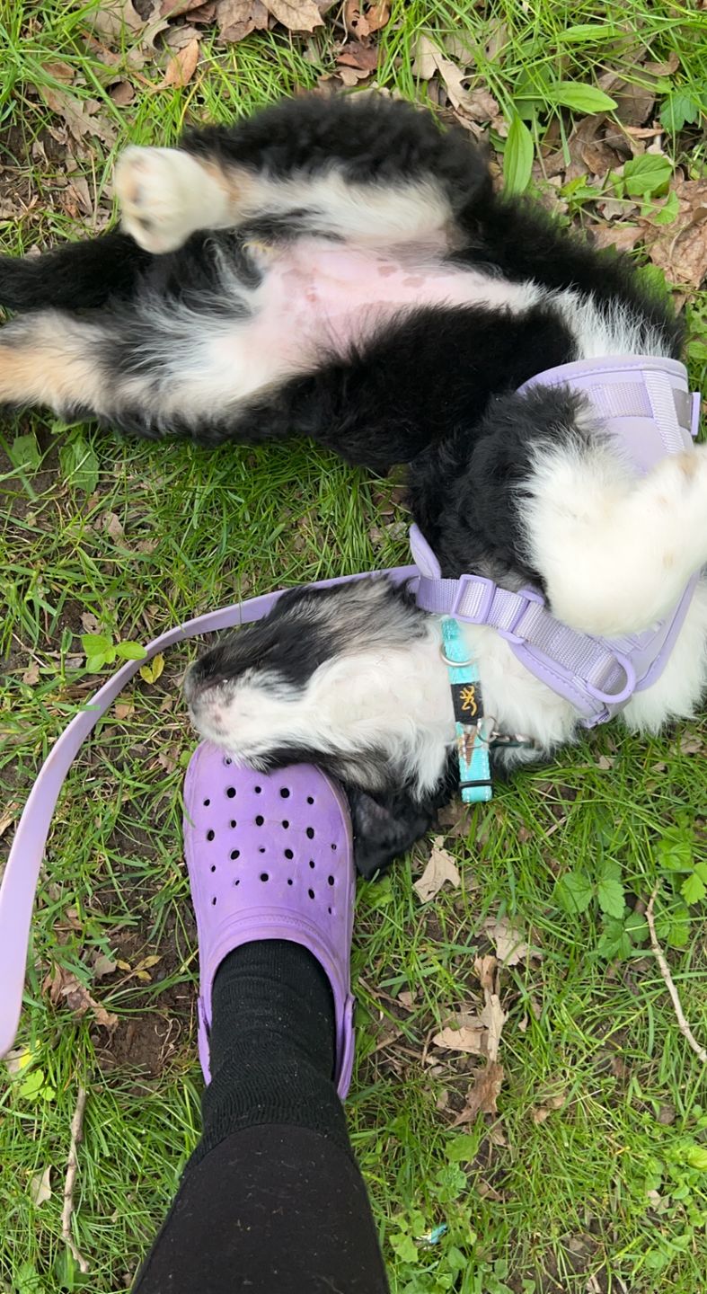 Customer photo review of The Solace Weatherproof Leash