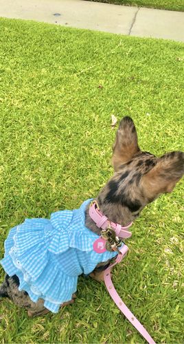 Customer photo review of Pink