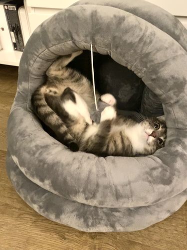 Customer photo review of ZEZE Pet Tent Soft Cushion Cozy House