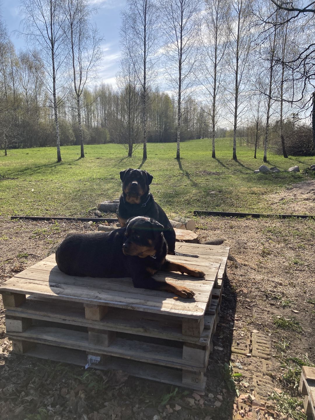 Customer photo review of Best Breeders Adult All breeds 25/13 ar zivi un rīsiem