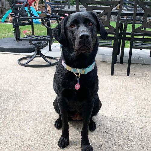 Customer photo review of Pink