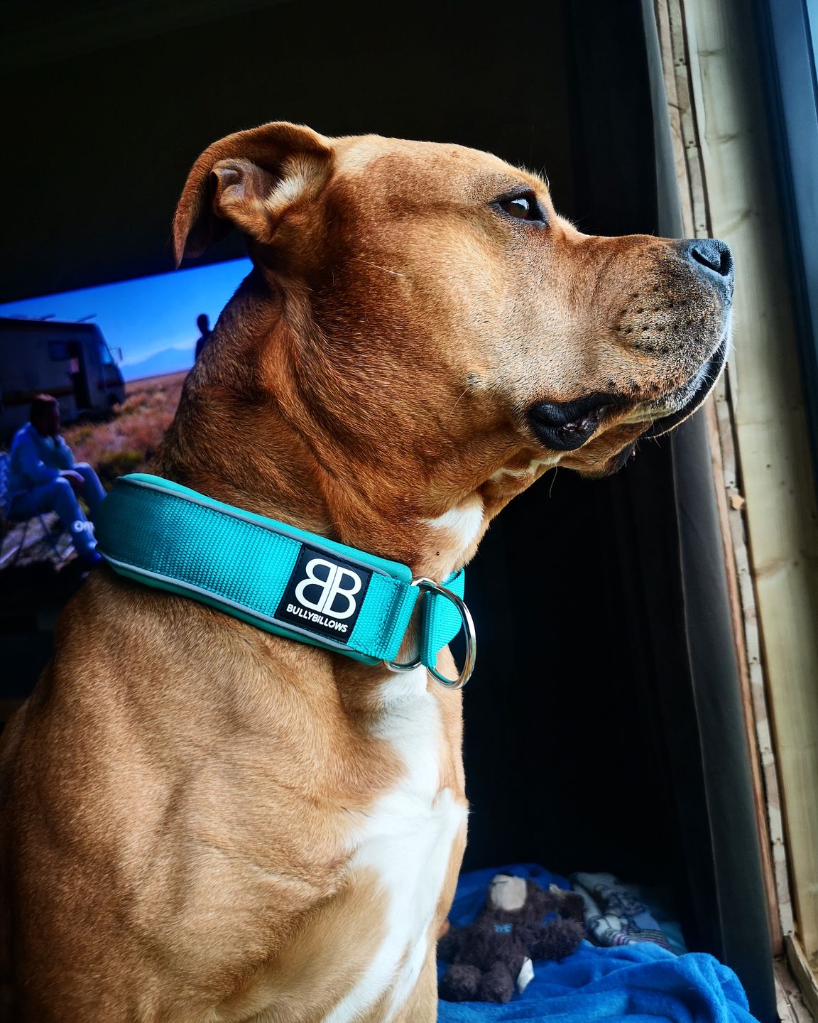 Customer photo review of 5cm RR Collar | Soft Padded & Reflective | Series 2 - Turquoise