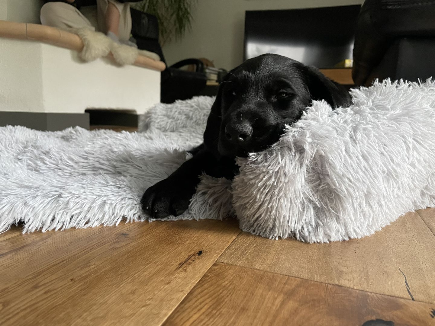 Customer photo review of *NEU* Emmalove - Flauschiges Hundebett für dein Sofa