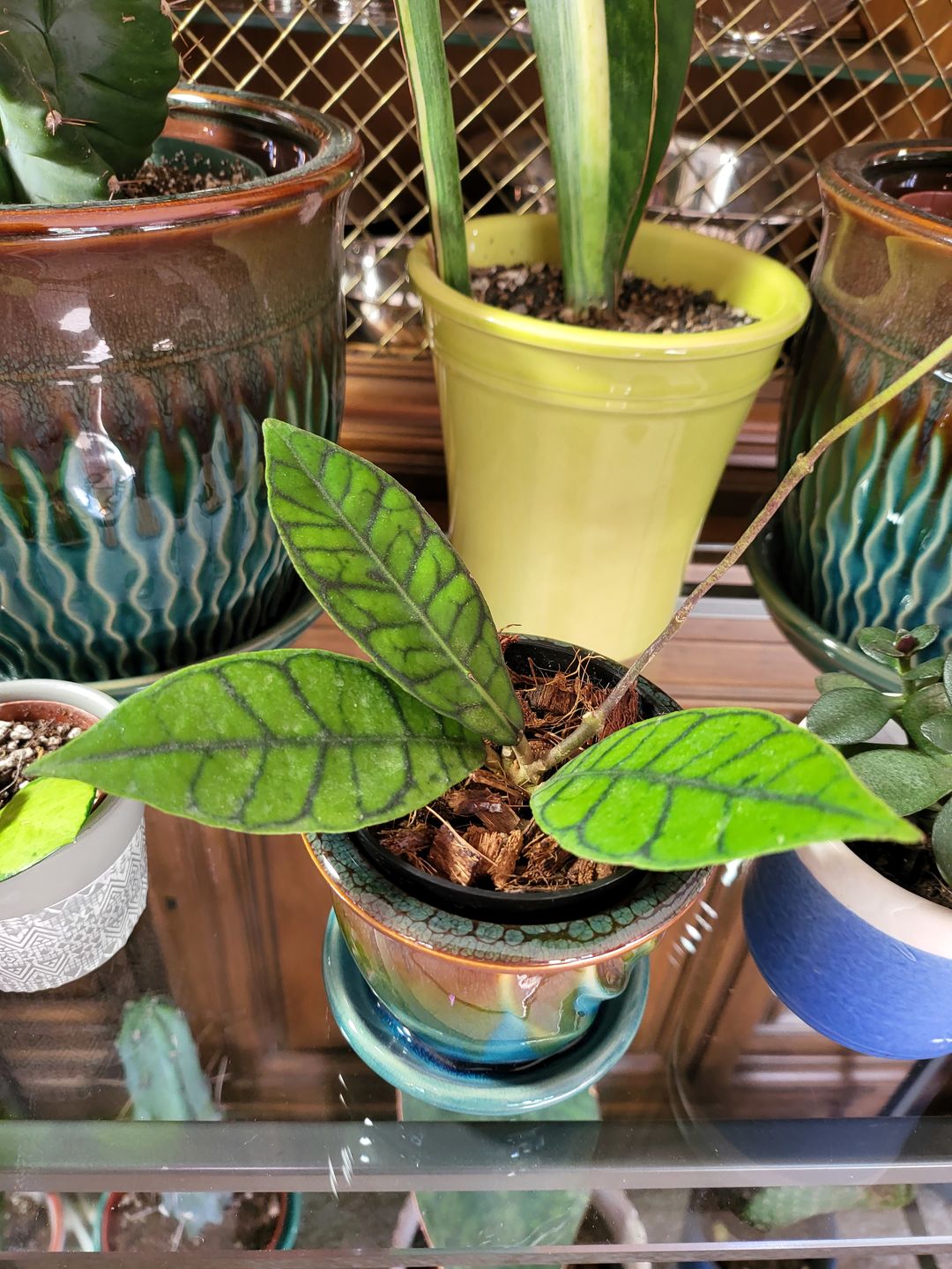 Customer photo review of 3" Hoya callistophylla