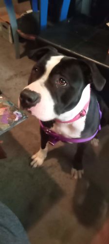 Customer photo review of Running Dino