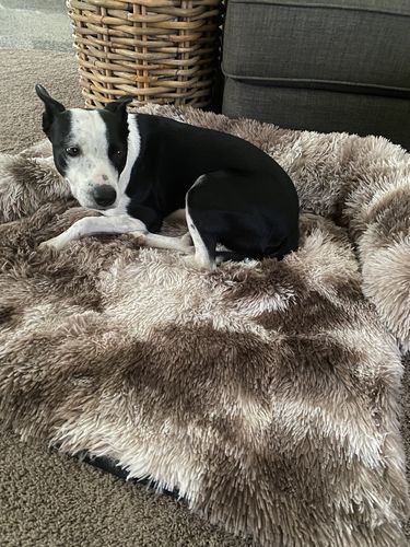 Customer photo review of Calming Couch Bed