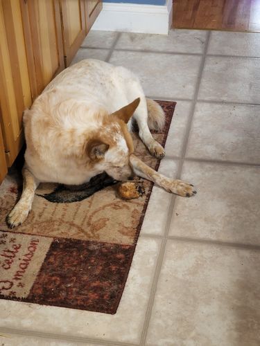 Customer photo review of Natural Beef Knee Cap Bones