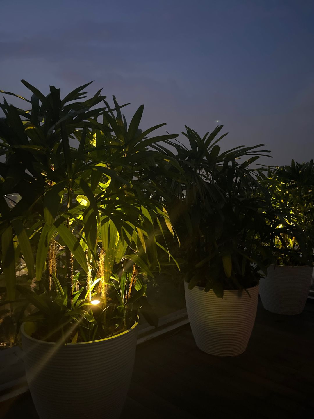 Customer photo review of TSUN Solar Spotlights Outdoor Garden Lights