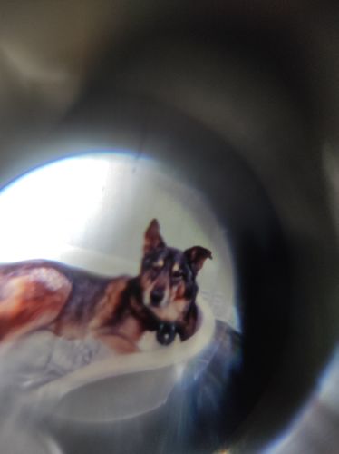 Customer photo review of Pfotenkette mit Wunschfoto