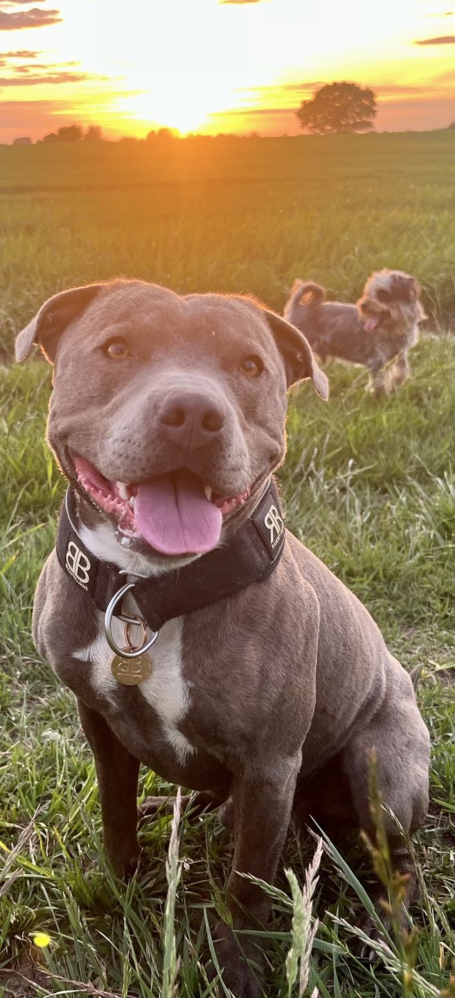 Customer photo review of ID Dog Tag - Rose Gold (With Gift Box)