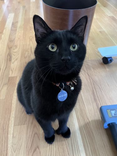 Customer photo review of Just Paws