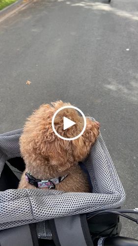 Customer video review of All In One Pet Carrier Bag | Dog Bike Basket | Backpack for Dogs & Cats | Car Booster Seat