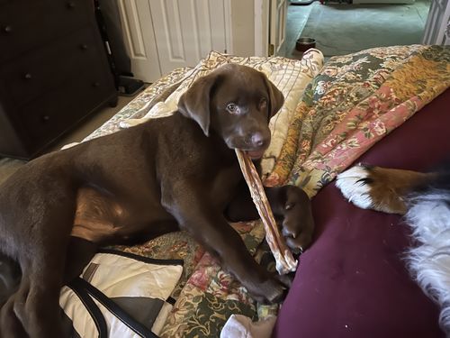 Customer photo review of 12 Inch Jumbo Bully Stick