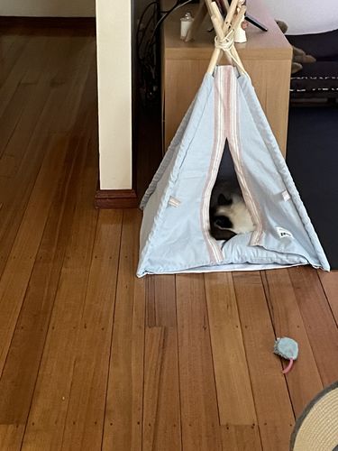 Customer photo review of Teepee Pet Tent with Cushion Pet Bed