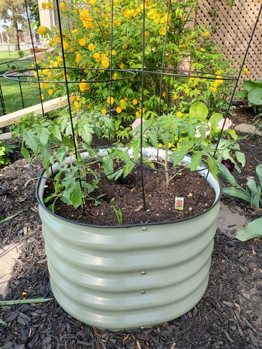 Customer photo review of 17” Tall Round (Twin Pack)