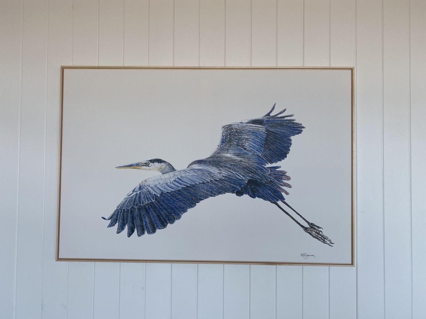 Customer photo review of Great Blue Heron - illustration