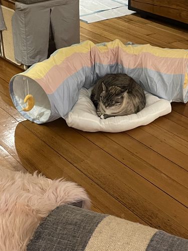 Customer photo review of Rainbow Cat Toy Tunnel with Sleeping Bed