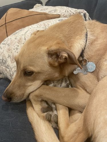 Customer photo review of Paw & Bones