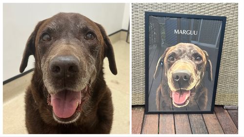 Customer photo review of One-Pet Portrait