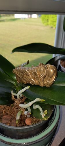 Customer photo review of Lighter Holder Keychain | Brass