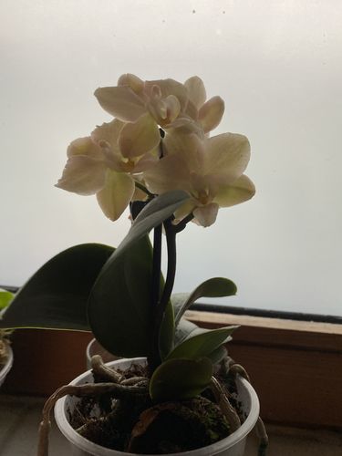 Customer photo review of Duftorchidee Lime mit gelben Blüten