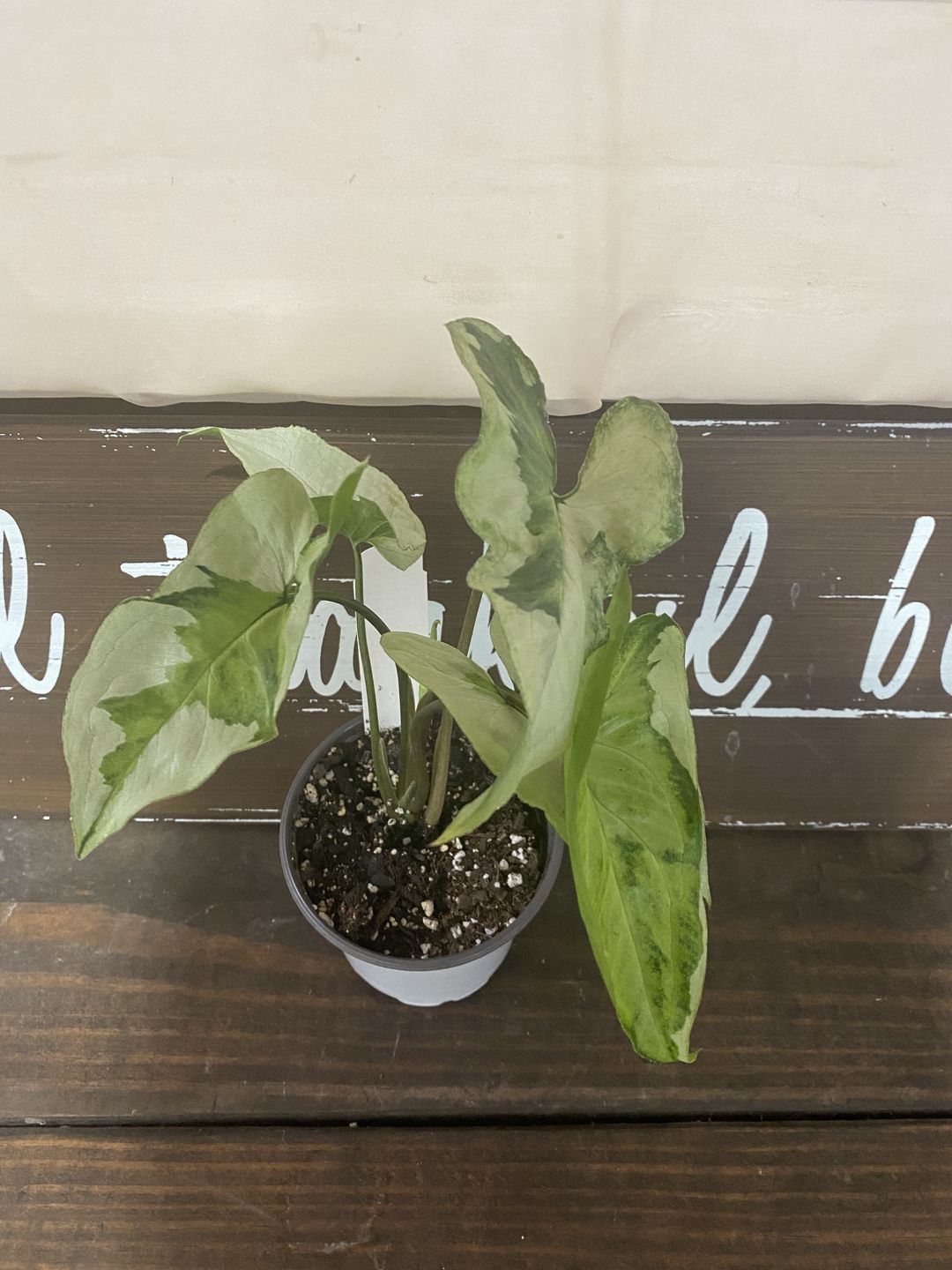 Customer photo review of 3" Syngonium podophyllum 'Three Kings'