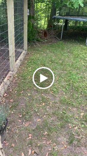 Customer video review of GrubTerra Dried Larvae