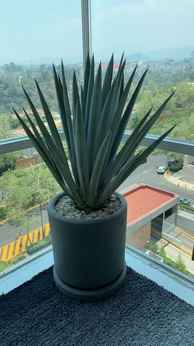 Customer photo review of Agave Tequilero