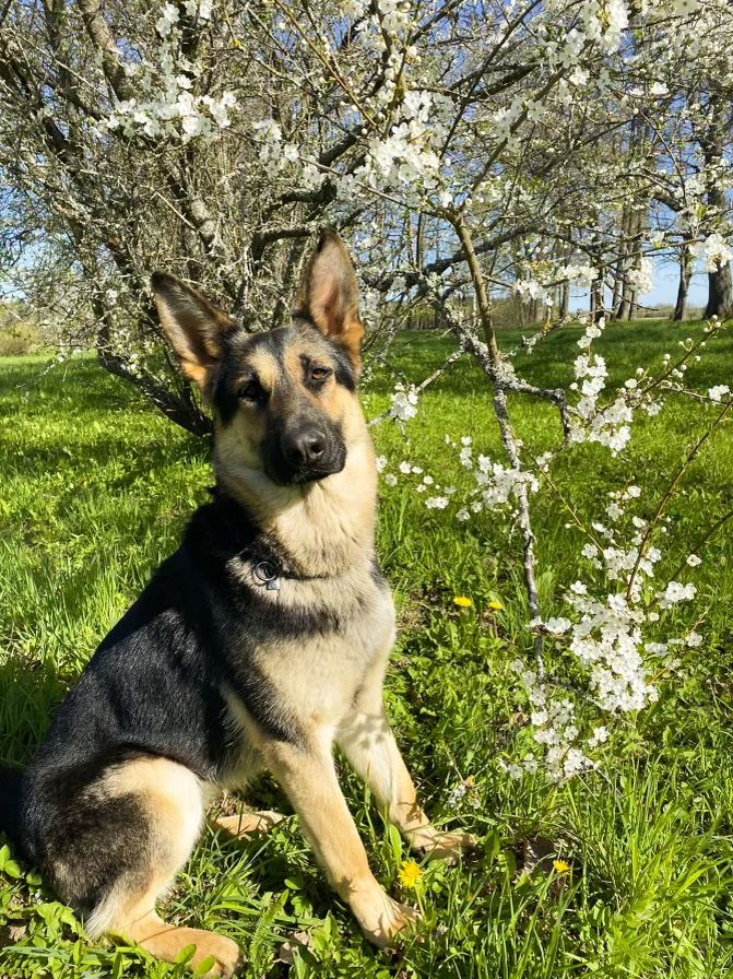 Customer photo review of Cod-Omega-Plus | Premium Pet Skin & Hair Care Supplement