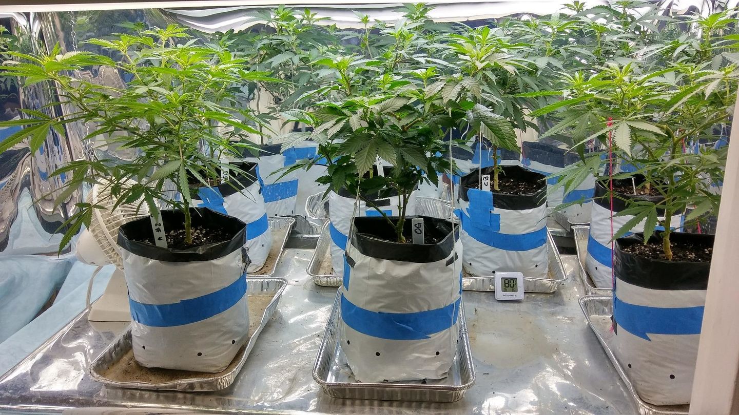 Customer photo review of Advanced Nutrients PH Perfect Sensi Grow Part A