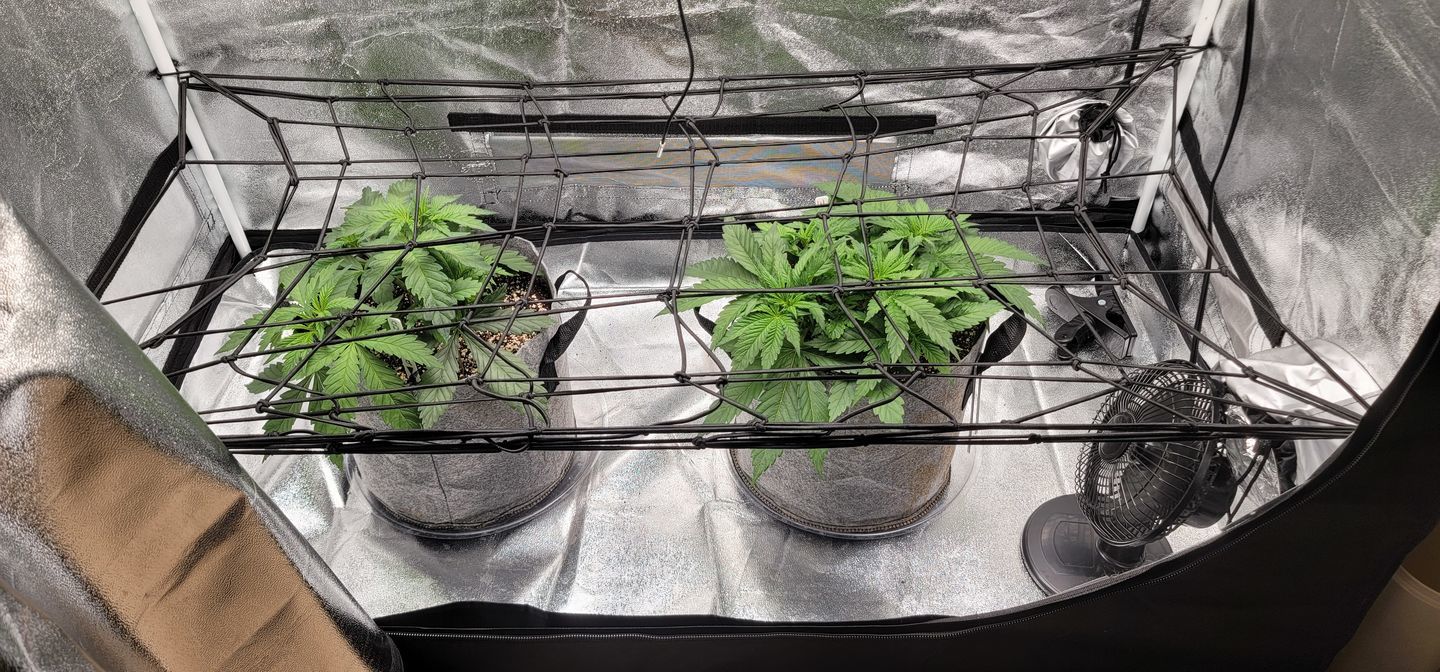 Customer photo review of Advanced Nutrients pH Perfect Sensi Coco Grow Part A