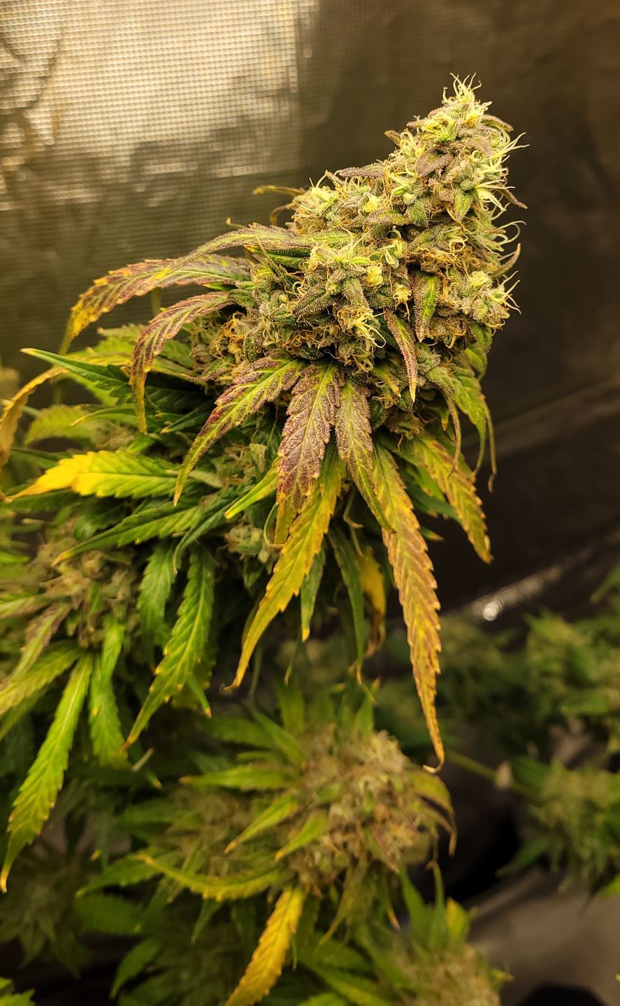 Customer photo review of GreenPlanet Nutrients Hydro Fuel Bloom B (0-4-5)