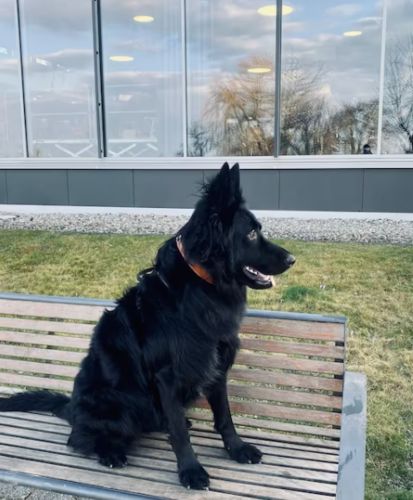 Customer photo review of Airtag Bőr Kutya Nyakörv